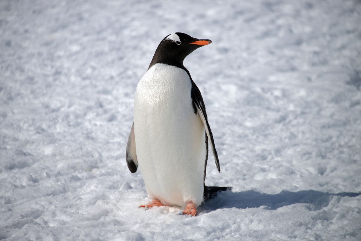 24A Gentoo Penguin Close Up On Cuverville Island On Quark Expeditions Antarctica Cruise